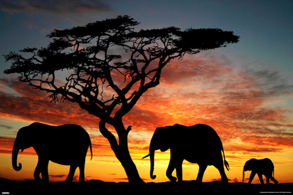Elephants at an African Sunset | Wildlife Photography Print | Safari Wall Art Poster - Photography Poster