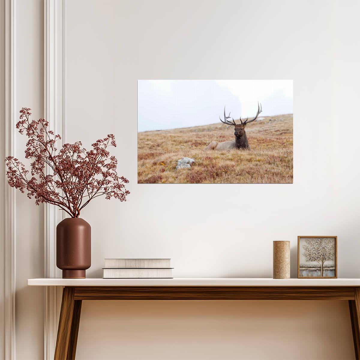 Elk Lying Down in Rocky Mountain National Park | Wildlife Photography Print | Nature Wall Poster - Photography Poster