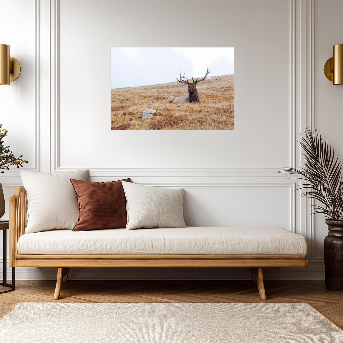 Elk Lying Down in Rocky Mountain National Park | Wildlife Photography Print | Nature Wall Poster - Photography Poster