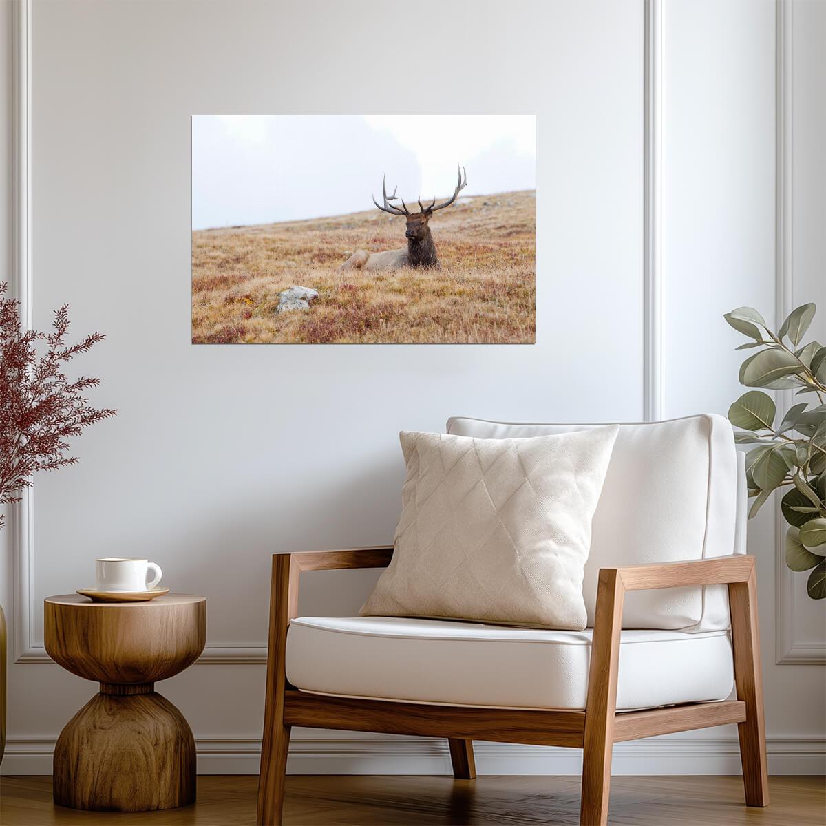 Elk Lying Down in Rocky Mountain National Park | Wildlife Photography Print | Nature Wall Poster - Photography Poster