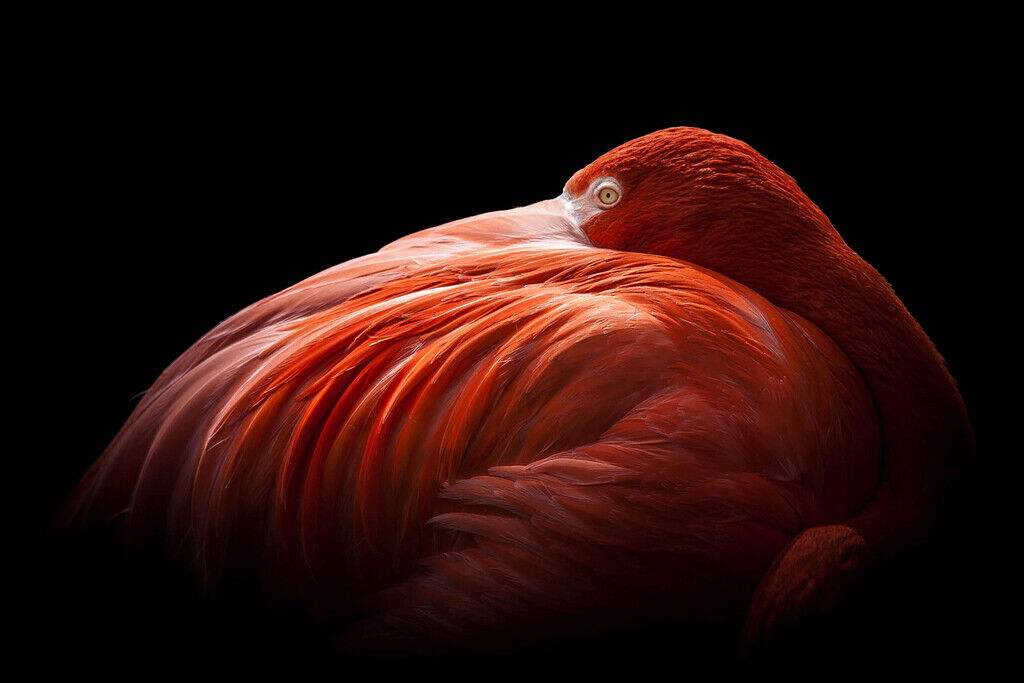 Pink Flamingo Portrait | Wildlife Photography Print | Tropical Bird Poster - Photography Poster