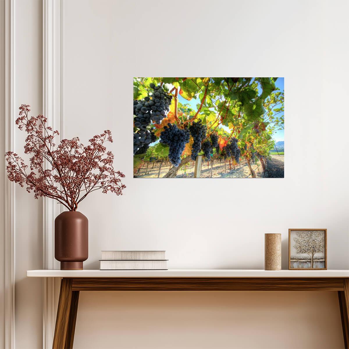 Grapes on the Vine Photography | Vineyard Wall Art | Wine Themed Poster - Photography Poster