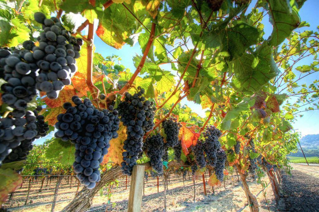Grapes on the Vine Photography | Vineyard Wall Art | Wine Themed Poster - Photography Poster