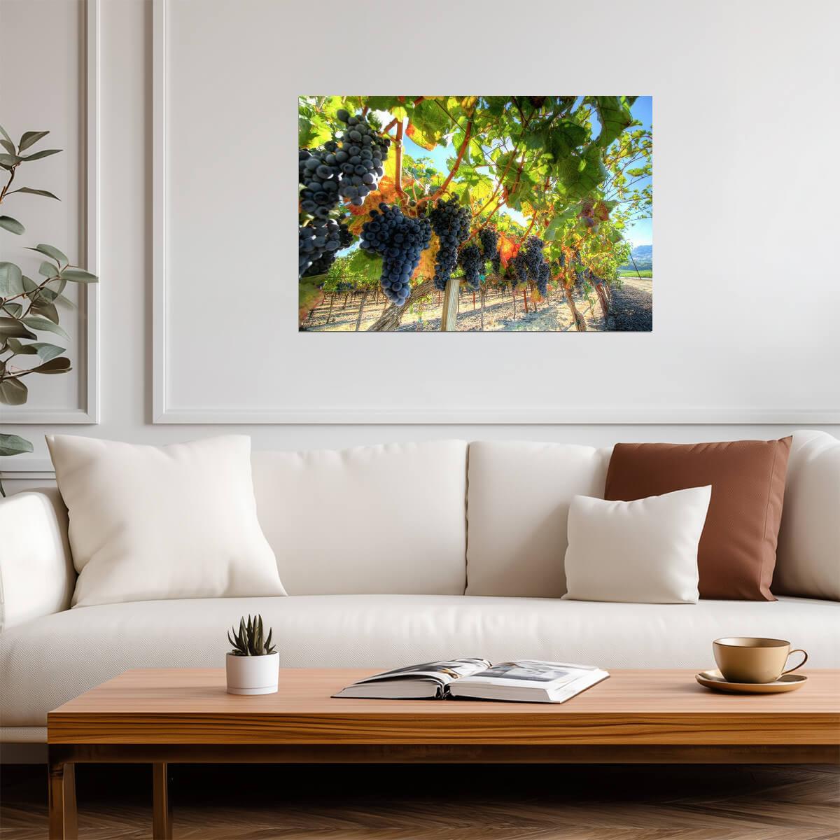 Grapes on the Vine Photography | Vineyard Wall Art | Wine Themed Poster - Photography Poster