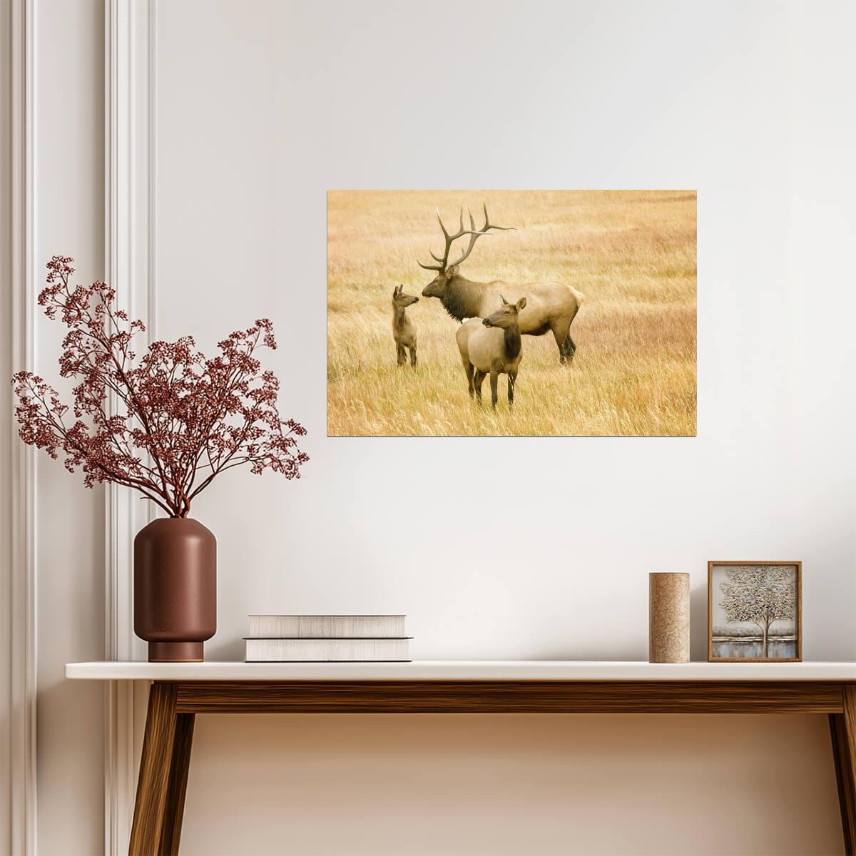 Elk Family in the Rocky Mountains | Wildlife Photography Poster - Photography Poster