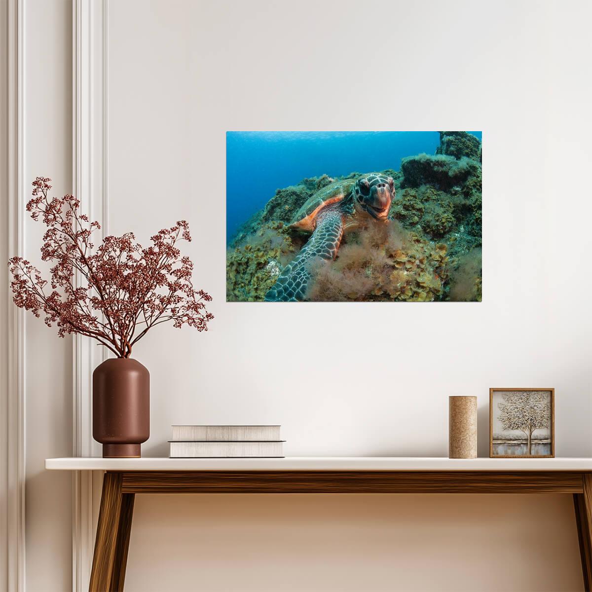 Hawksbill Sea Turtle Underwater | Canary Islands Marine Life Photography | Ocean Poster - Photography Poster