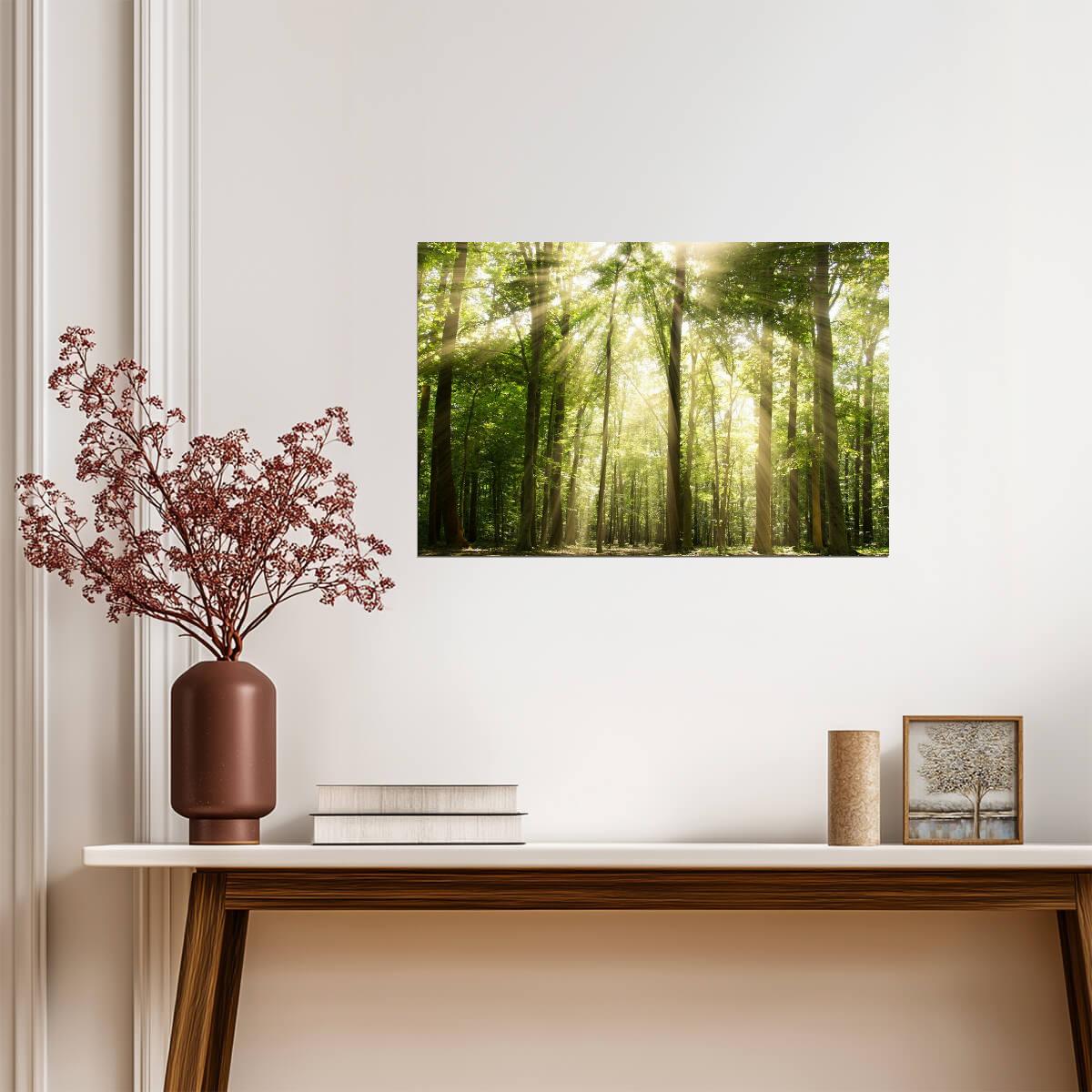 Sunrays Through Forest Trees Photo | Nature Photography | Woodland Landscape Poster - Photography Poster