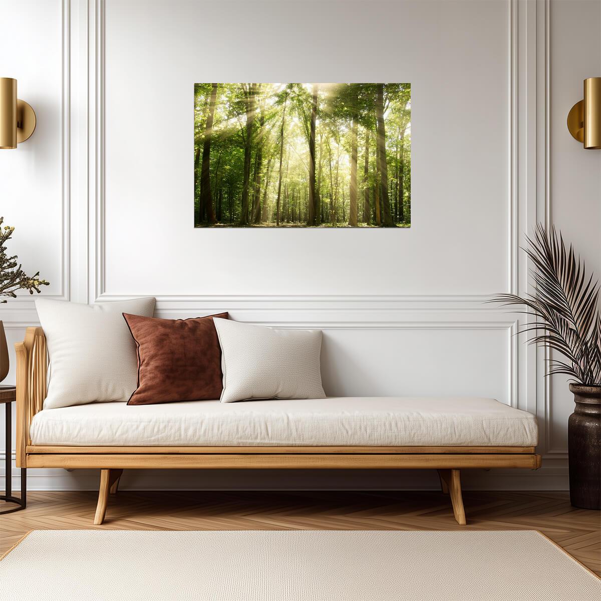 Sunrays Through Forest Trees Photo | Nature Photography | Woodland Landscape Poster - Photography Poster