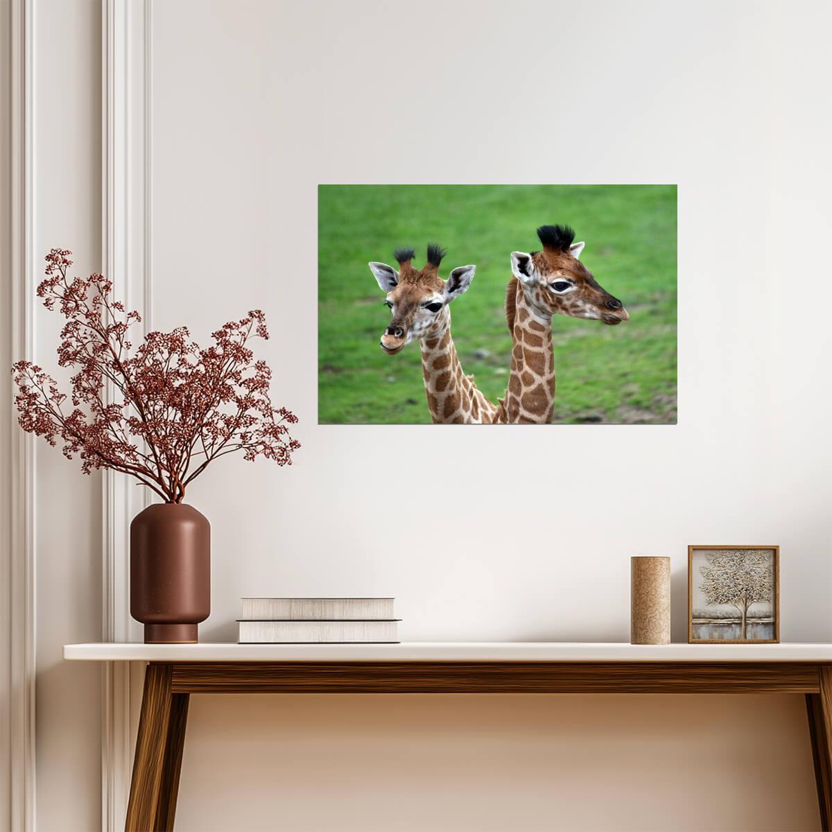 Two Baby Giraffes Photo | African Wildlife Photography | Cute Animal Poster - Photography Poster