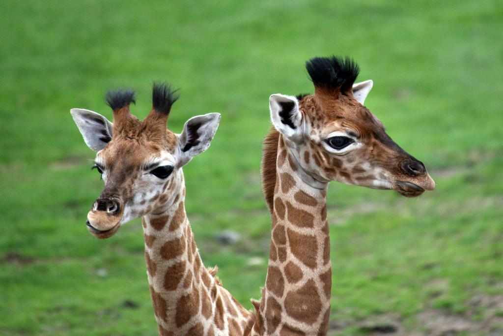 Two Baby Giraffes Photo | African Wildlife Photography | Cute Animal Poster - Photography Poster