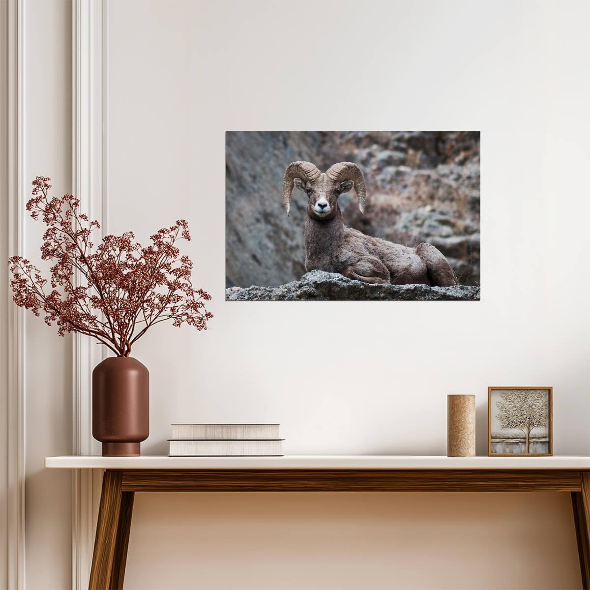Eyes On You Bighorn Sheep | Rocky Mountains Wildlife Photography Poster - Photography Poster