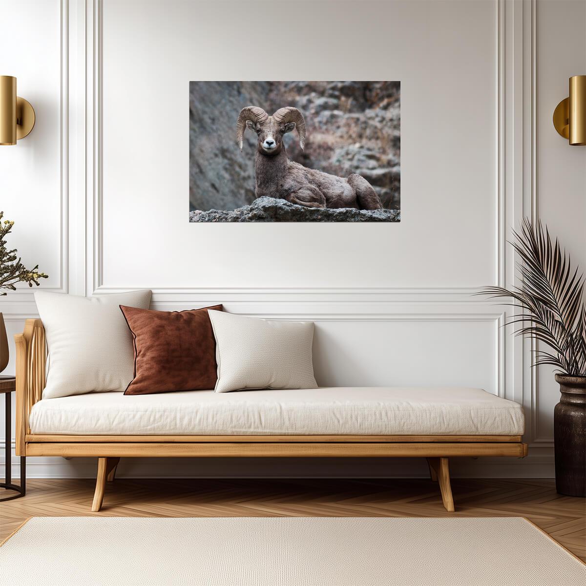 Eyes On You Bighorn Sheep | Rocky Mountains Wildlife Photography Poster - Photography Poster