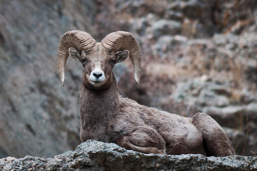 Eyes On You Bighorn Sheep | Rocky Mountains Wildlife Photography Poster - Photography Poster