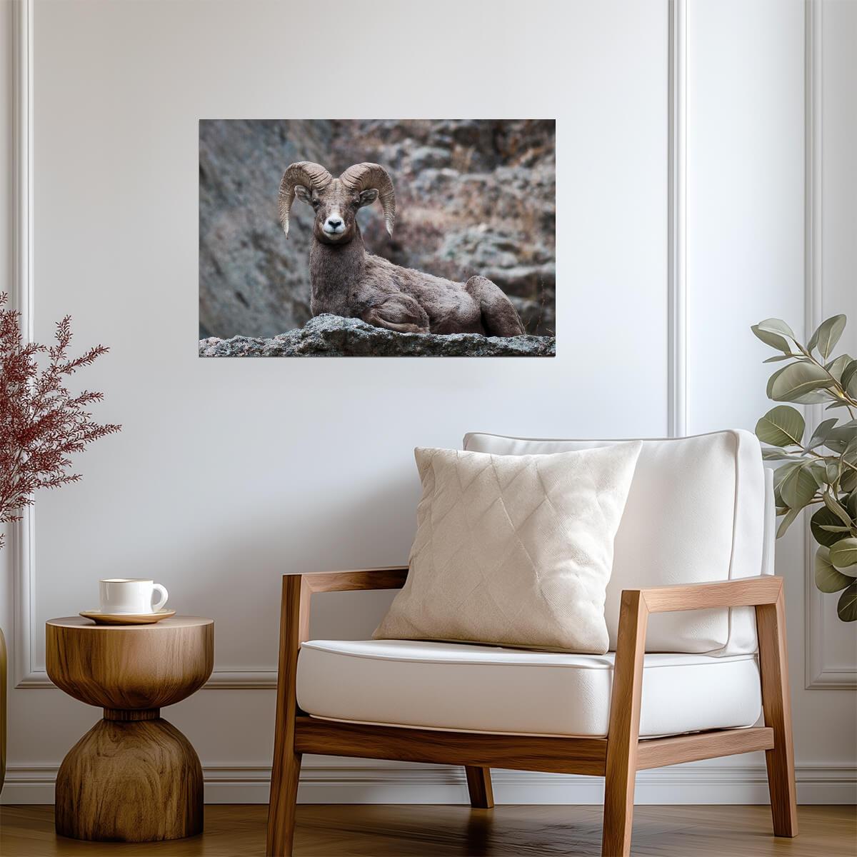 Eyes On You Bighorn Sheep | Rocky Mountains Wildlife Photography Poster - Photography Poster