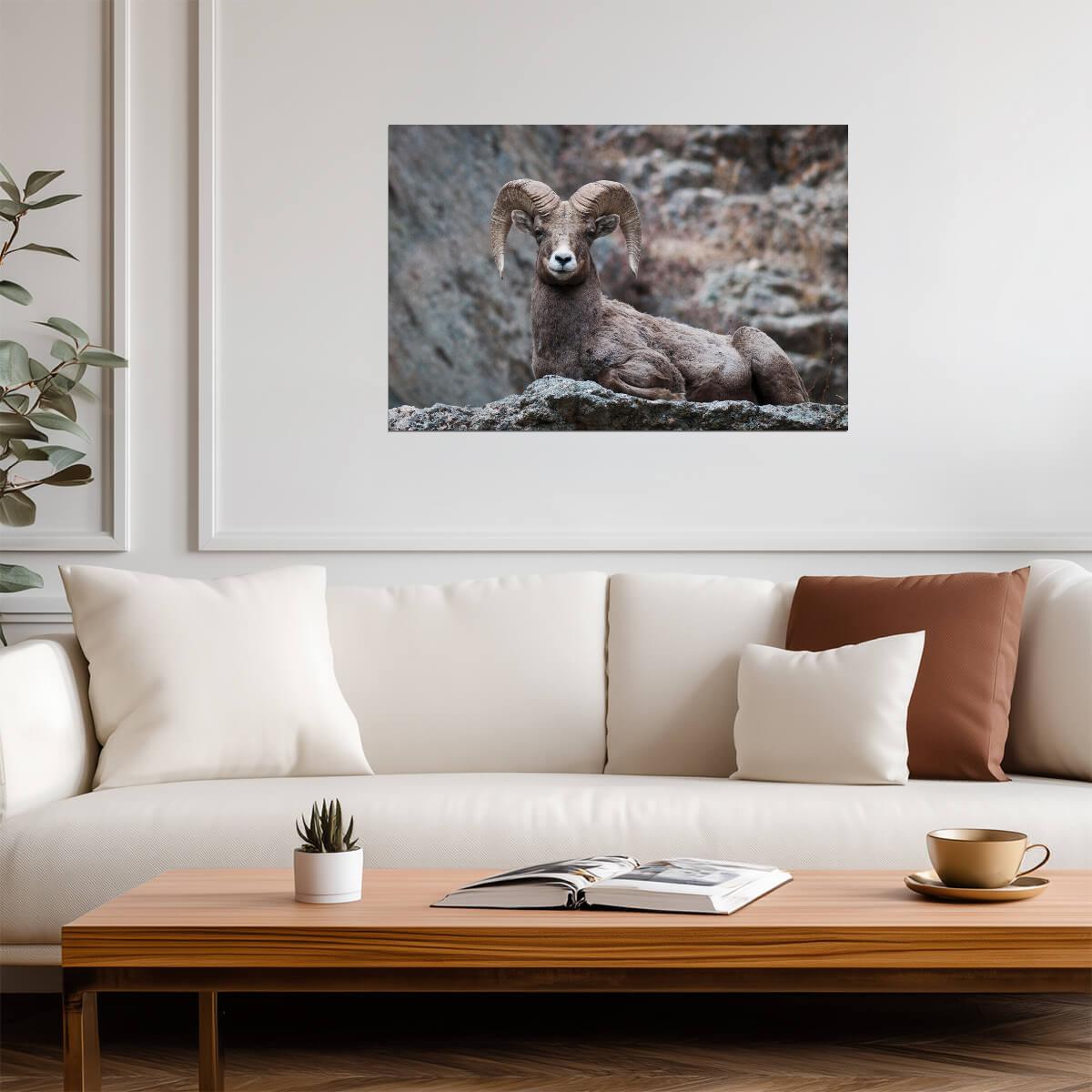 Eyes On You Bighorn Sheep | Rocky Mountains Wildlife Photography Poster - Photography Poster