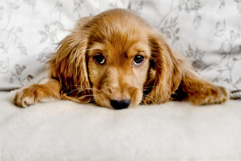 Cute Cocker Spaniel Puppy Lying Down | Pet Photography | Dog Poster - Photography Poster