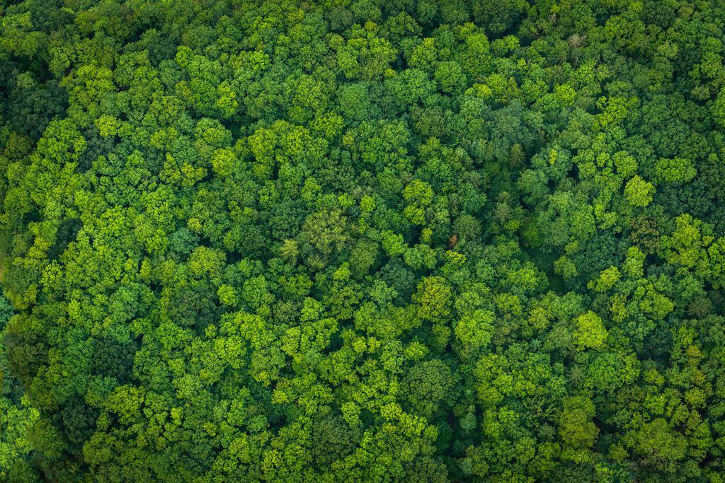 Lush Forest Aerial View Poster | Nature Photography | Green Canopy Wall Art