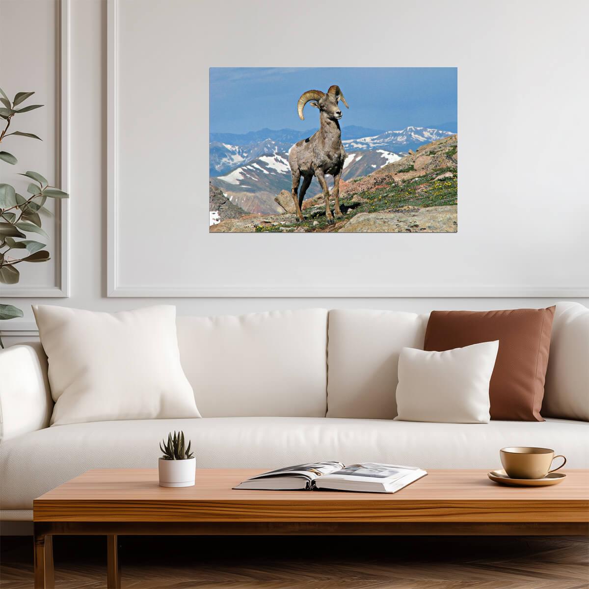Big Horn Ram in Colorado | Rocky Mountains Wildlife Photography Poster - Photography Poster