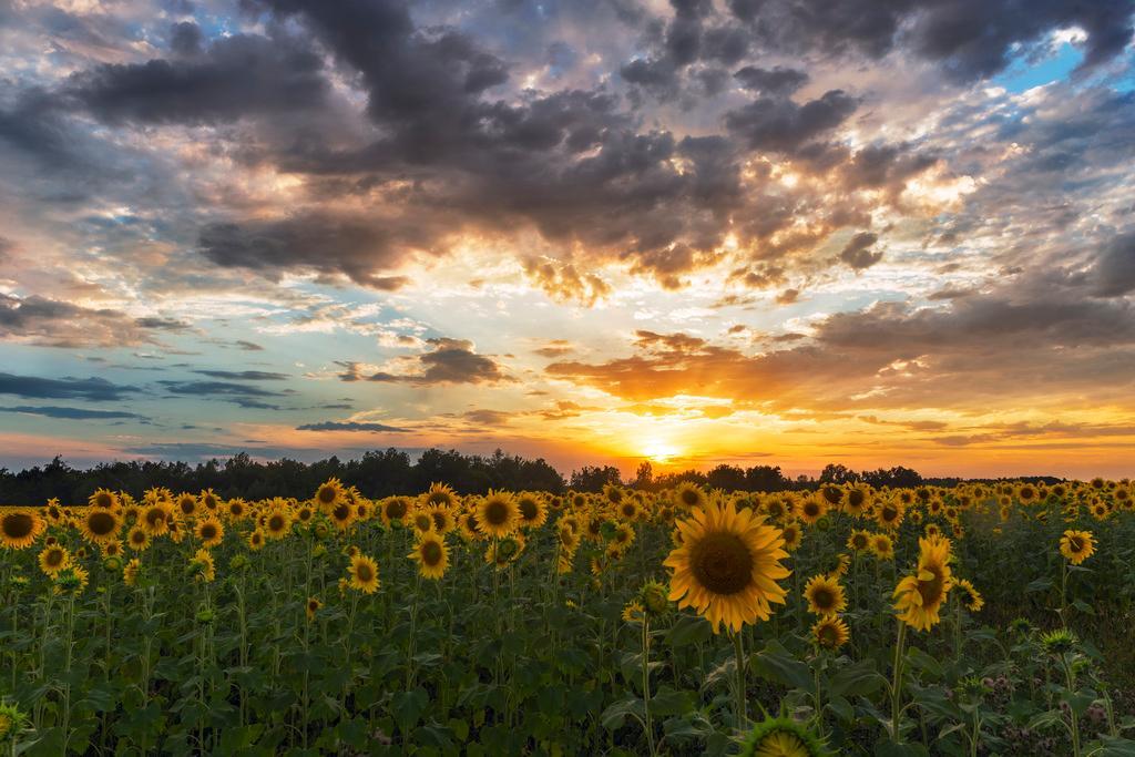 Tuscany Sunflower Field Poster | Italy Landscape Photography | Sunset Wall Art