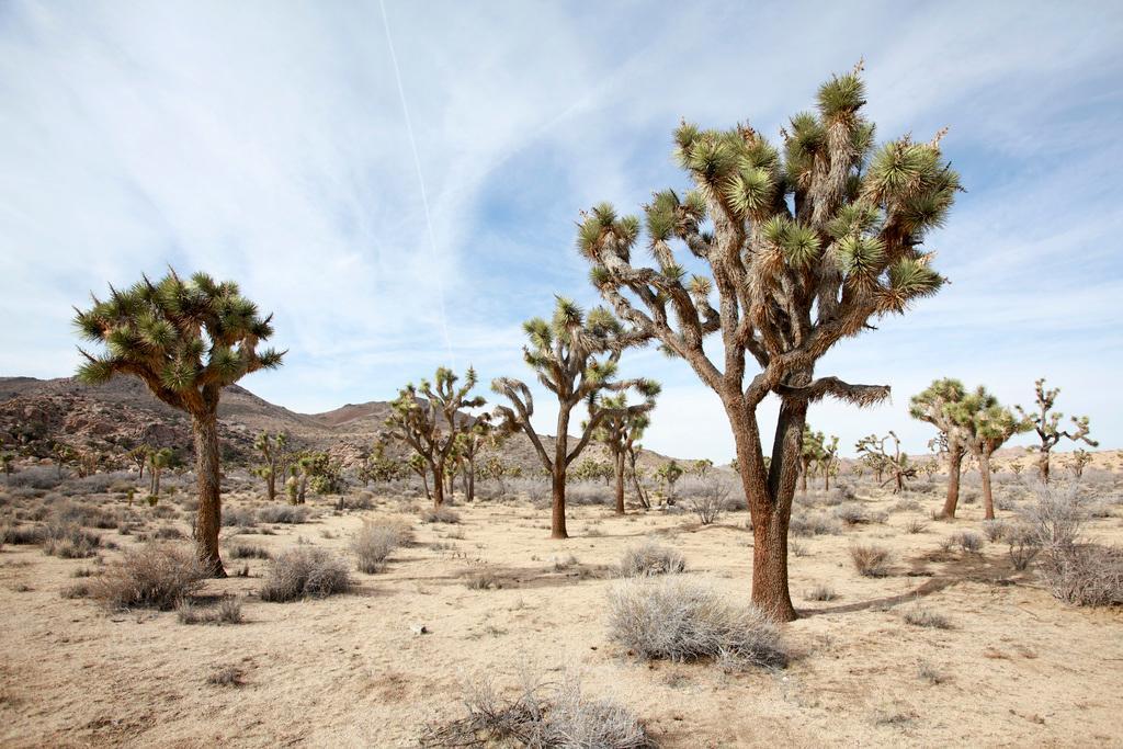 Joshua Tree National Park Poster | California Desert Photography | Landscape Wall Art