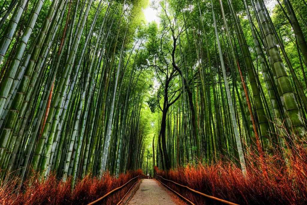 Arashiyama Bamboo Grove Path | Nature Photography Print | Kyoto Japan Travel Poster