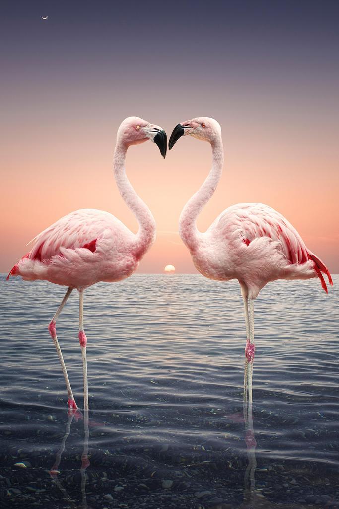 Two Pink Flamingos Face to Face | Tropical Bird Photography | Wildlife Wall Art Poster - Photography Poster