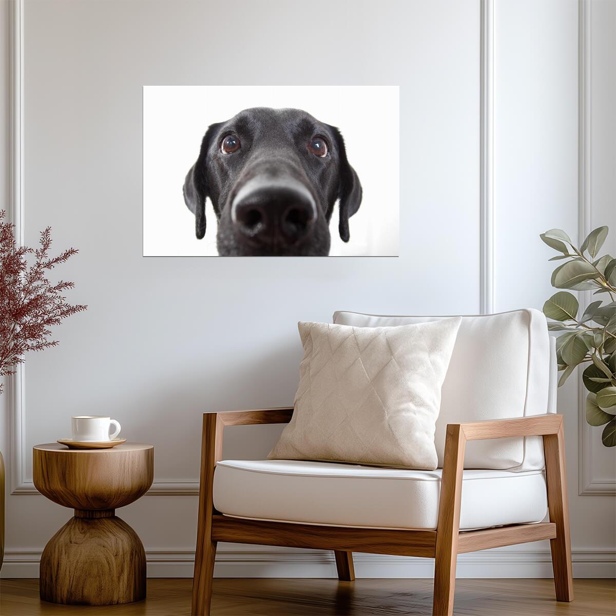 Curious Black Labrador Retriever Close Up | Black and White Dog Photography | Pet Poster - Photography Poster