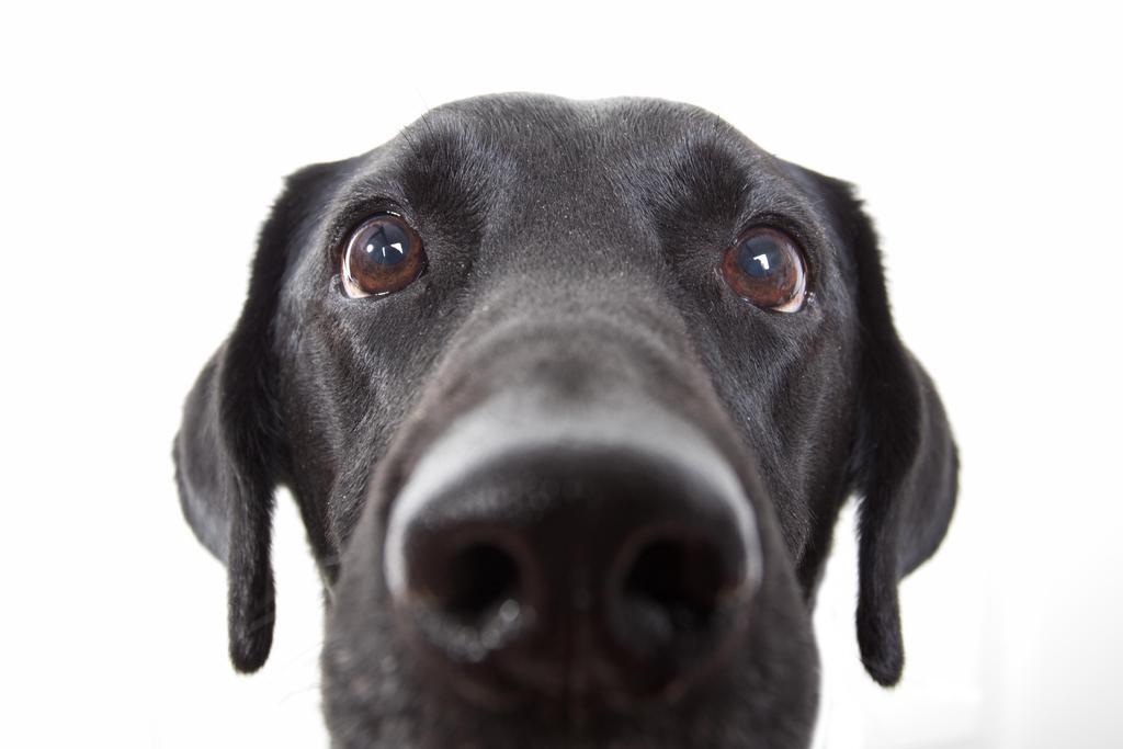 Curious Black Labrador Retriever Close Up | Black and White Dog Photography | Pet Poster - Photography Poster