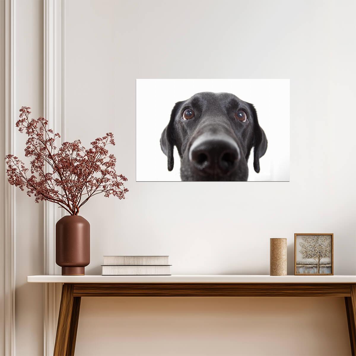 Curious Black Labrador Retriever Close Up | Black and White Dog Photography | Pet Poster - Photography Poster