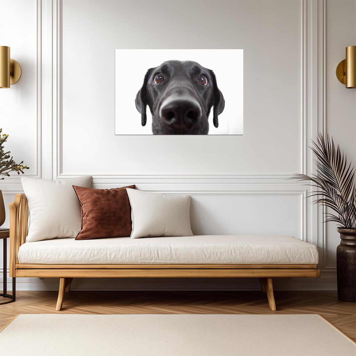 Curious Black Labrador Retriever Close Up | Black and White Dog Photography | Pet Poster - Photography Poster
