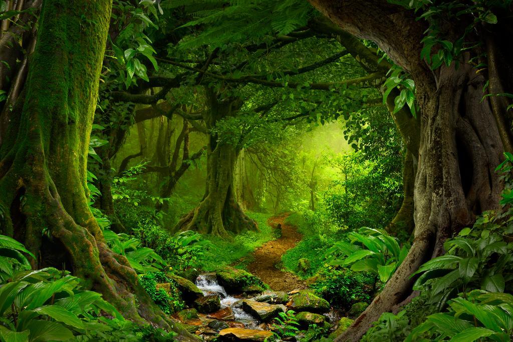 Tropical Jungle Footpath Poster | Rainforest Photography | Nature Trail Wall Art