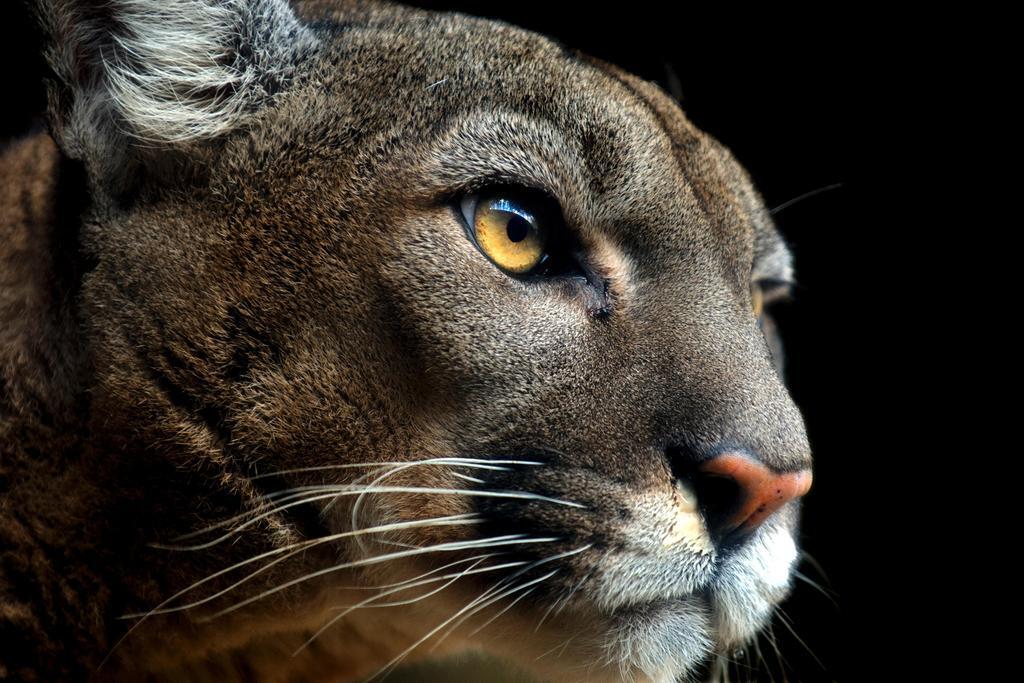Cougar Headshot Portrait | Wildlife Photography Print | Animal Wall Art Poster - Photography Poster