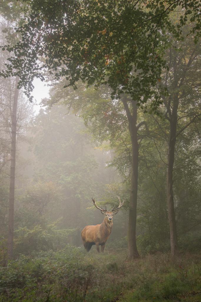 Majestic Red Deer Stag in a Foggy Forest Clearing | Wildlife Photography | Moody Nature Poster - Photography Poster