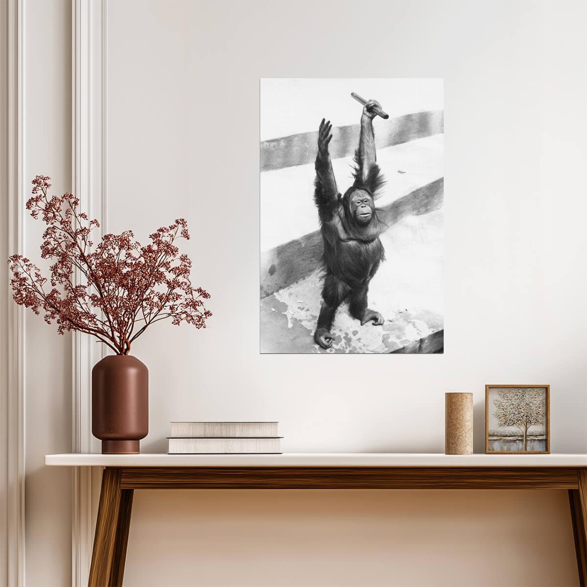 Orangutan Raising Hands | Vintage Black and White Animal Photo | Wildlife Poster - Vintage & Retro Poster