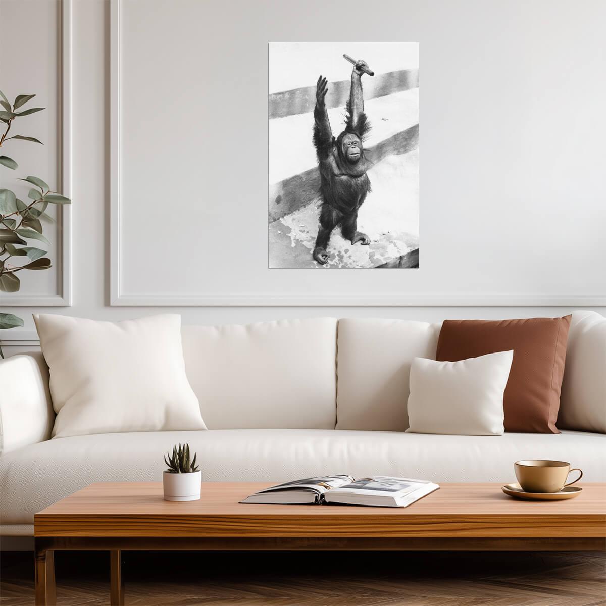 Orangutan Raising Hands | Vintage Black and White Animal Photo | Wildlife Poster - Vintage & Retro Poster