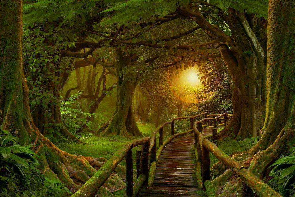 Tropical Jungle Bridge Poster | Sunset Rainforest Photography | Nature Wall Art