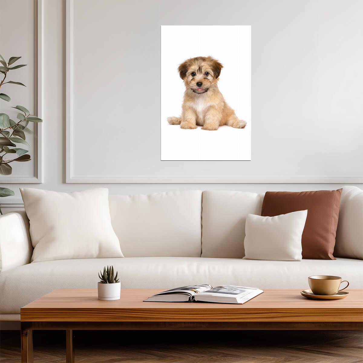 Cute Havanese Puppy Dog Sitting | Pet Photography Portrait | Animal Poster - Photography Poster
