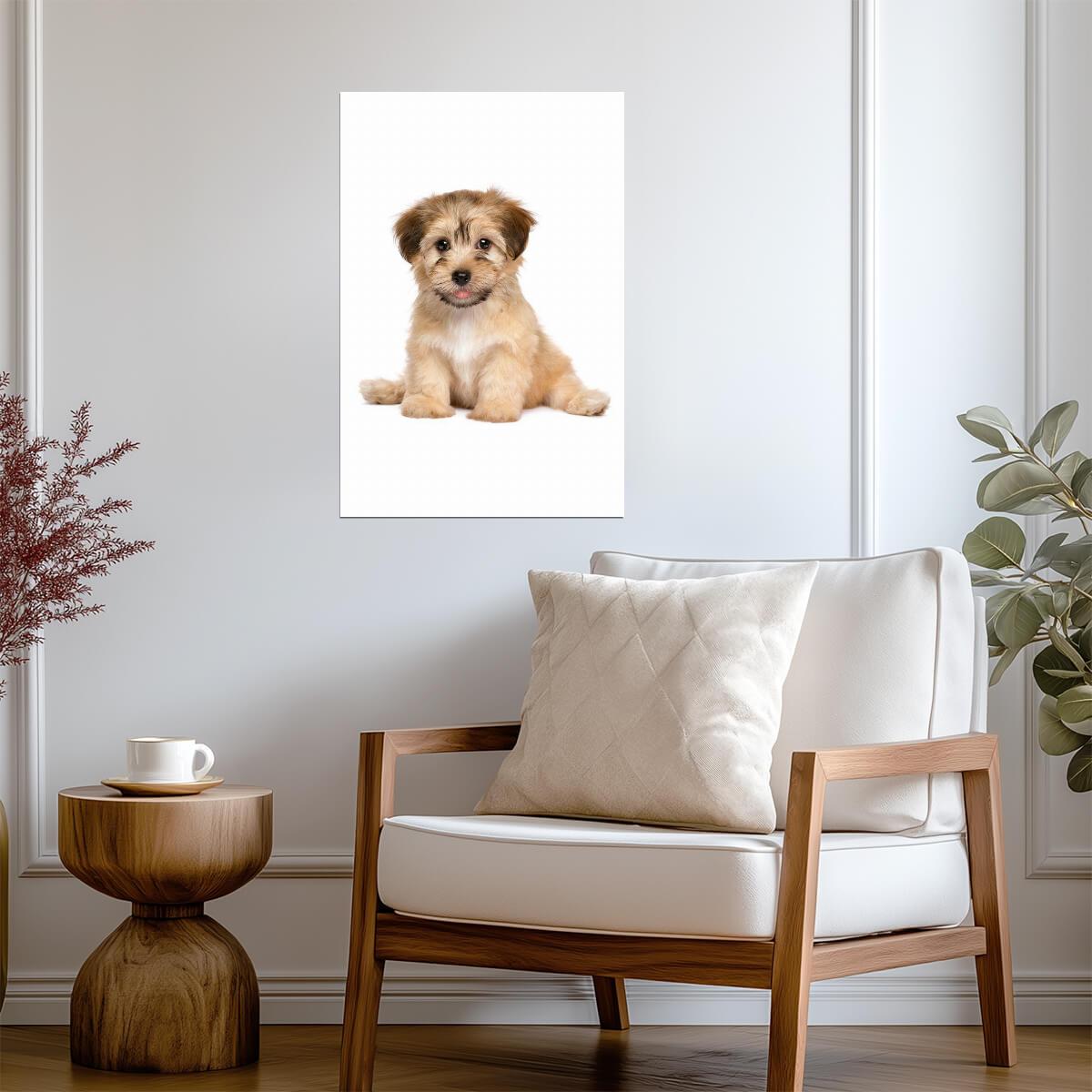 Cute Havanese Puppy Dog Sitting | Pet Photography Portrait | Animal Poster - Photography Poster