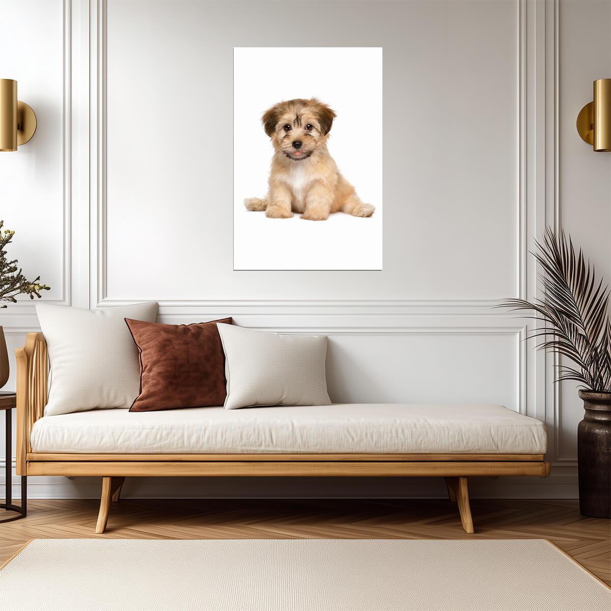 Cute Havanese Puppy Dog Sitting | Pet Photography Portrait | Animal Poster - Photography Poster