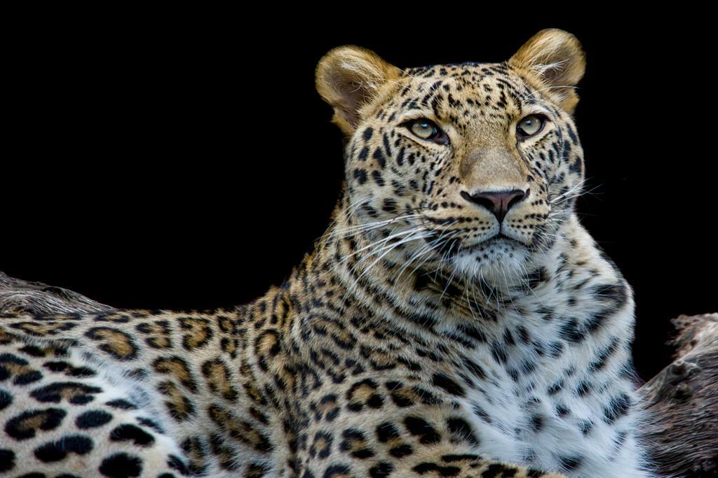 Leopard Face to Face Portrait | Wildlife Photography | Big Cat Poster - Photography Poster