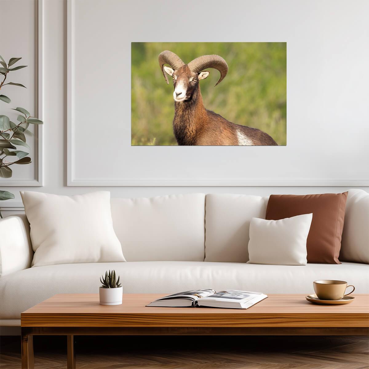 European Mouflon Wild Sheep | Wildlife Photography Print | Animal Poster - Photography Poster