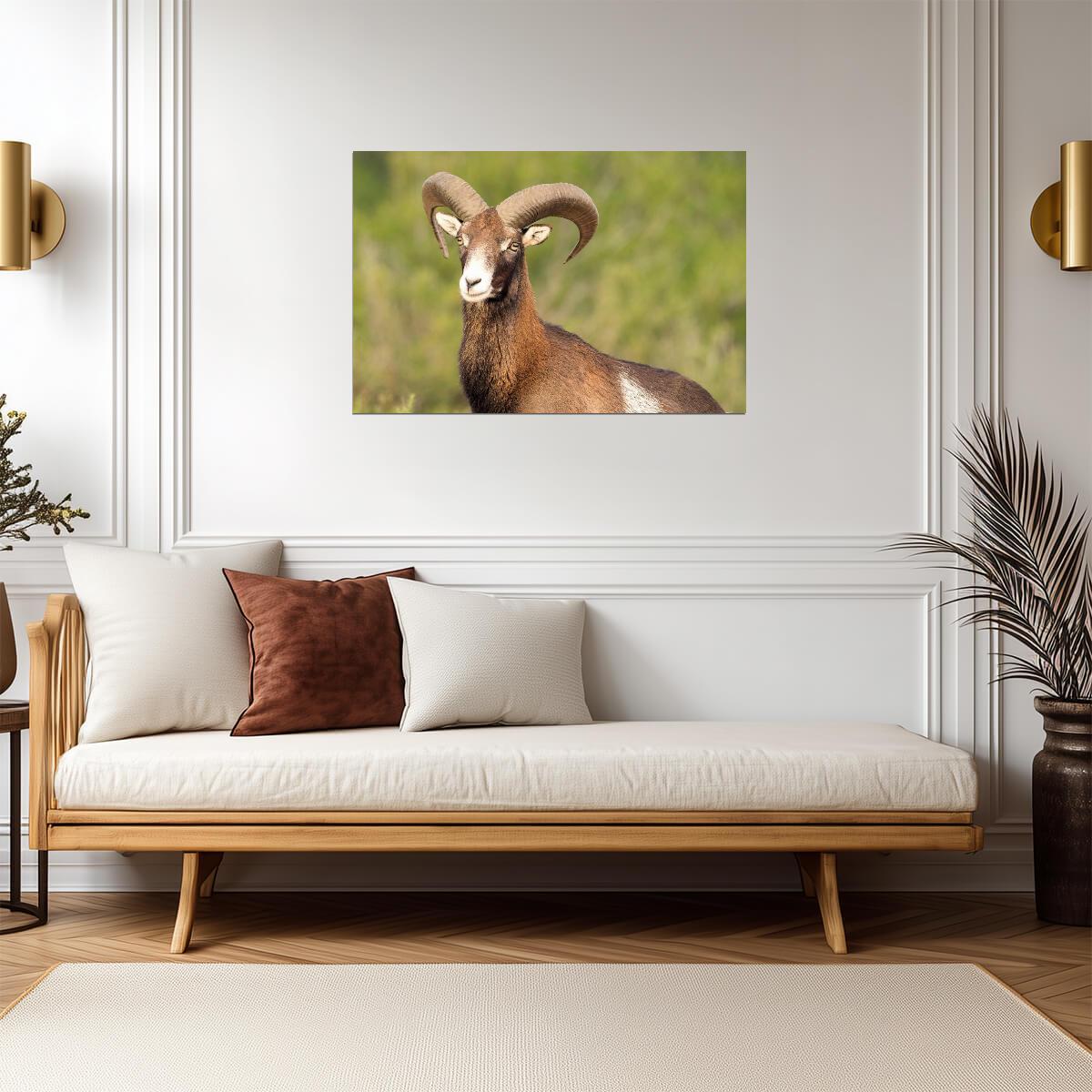 European Mouflon Wild Sheep | Wildlife Photography Print | Animal Poster - Photography Poster