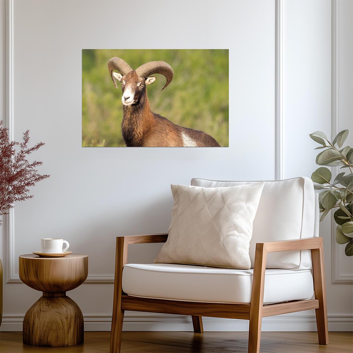 European Mouflon Wild Sheep | Wildlife Photography Print | Animal Poster - Photography Poster