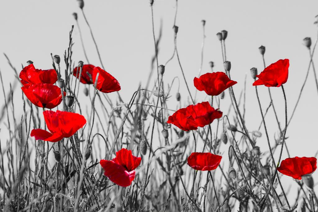Red Poppies Meadow Poster | Black and White Photography | Floral Wall Art with Color Pop