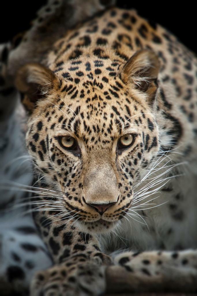 Close Up of an Angry Leopard | Wildlife Photography | Big Cat Portrait Poster - Photography Poster