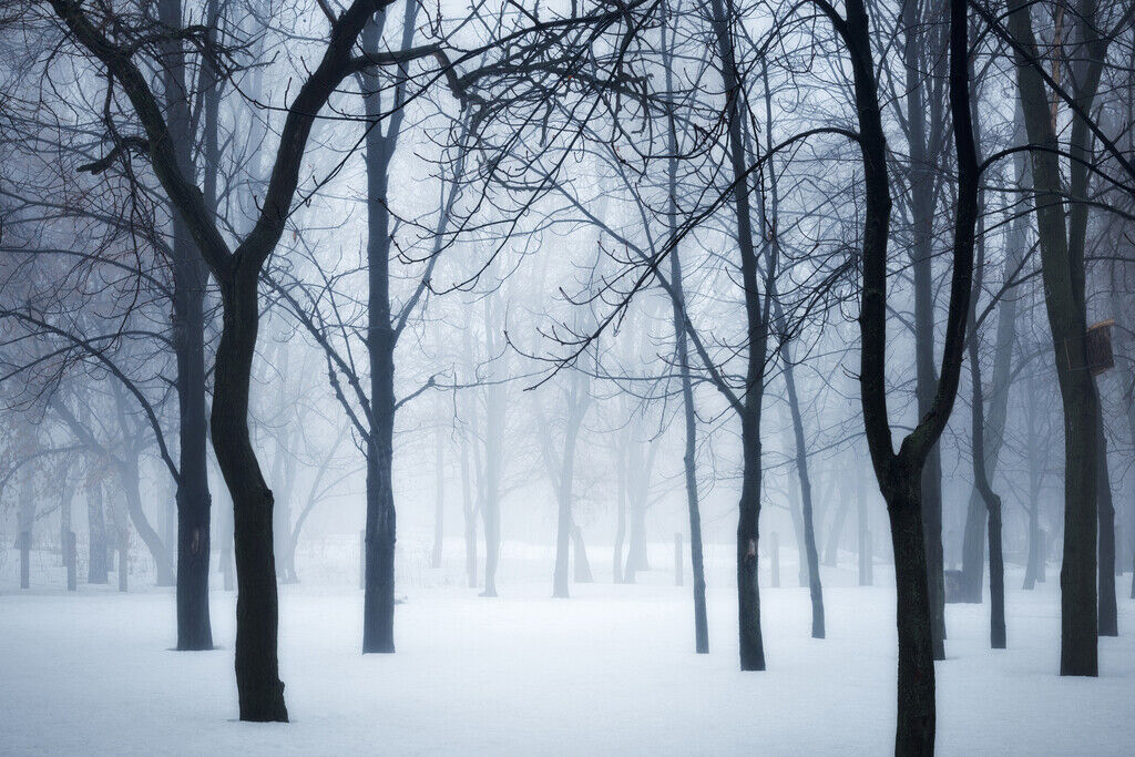 Winter Forest in Fog | Black and White Photography | Moody Nature Poster - Photography Poster