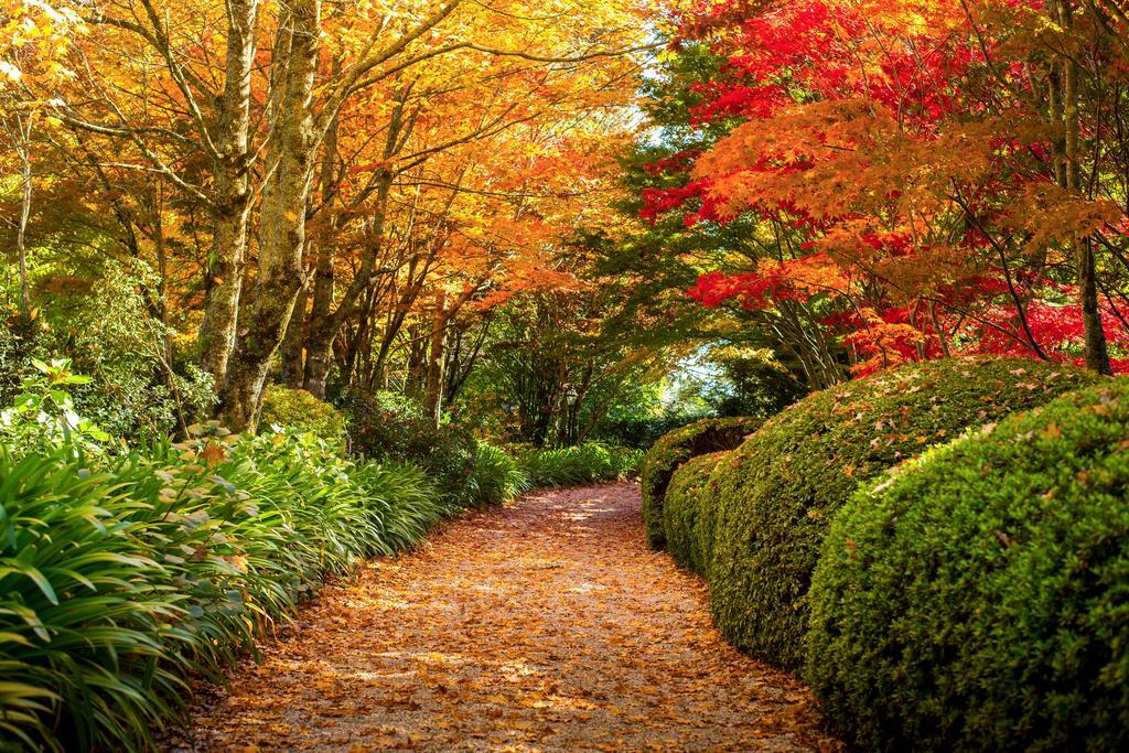 Footpath in Autumn at Mount Wilson Australia | Seasonal Landscape Photography | Nature Poster - Photography Poster
