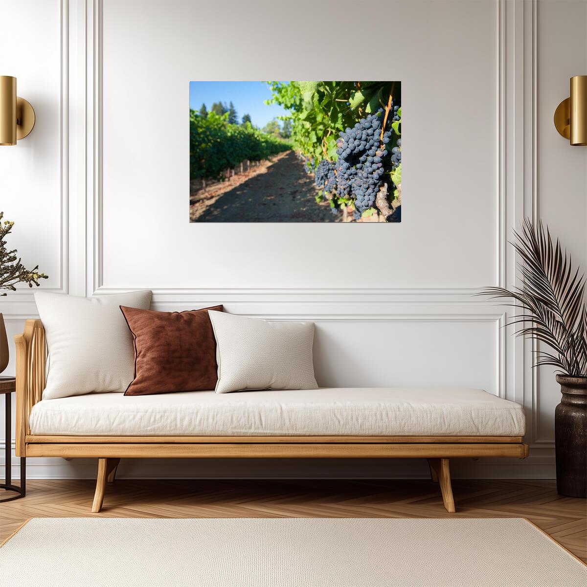Grapes on the Vines at a Vineyard | Winery Photography Print | Kitchen & Wine Bar Poster - Photography Poster