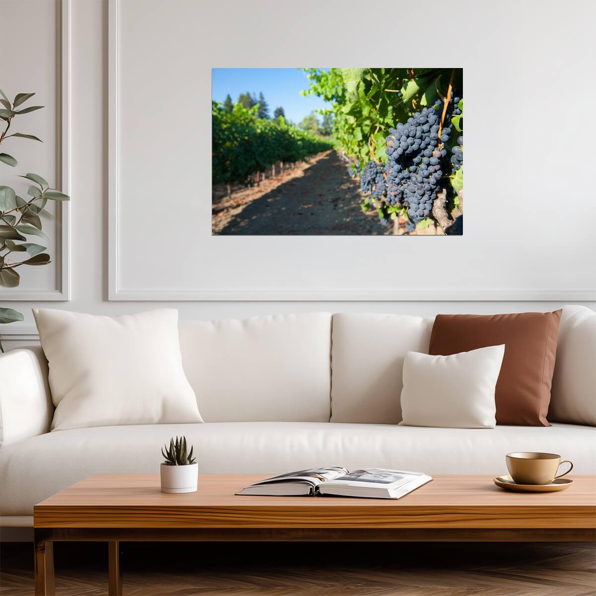 Grapes on the Vines at a Vineyard | Winery Photography Print | Kitchen & Wine Bar Poster - Photography Poster