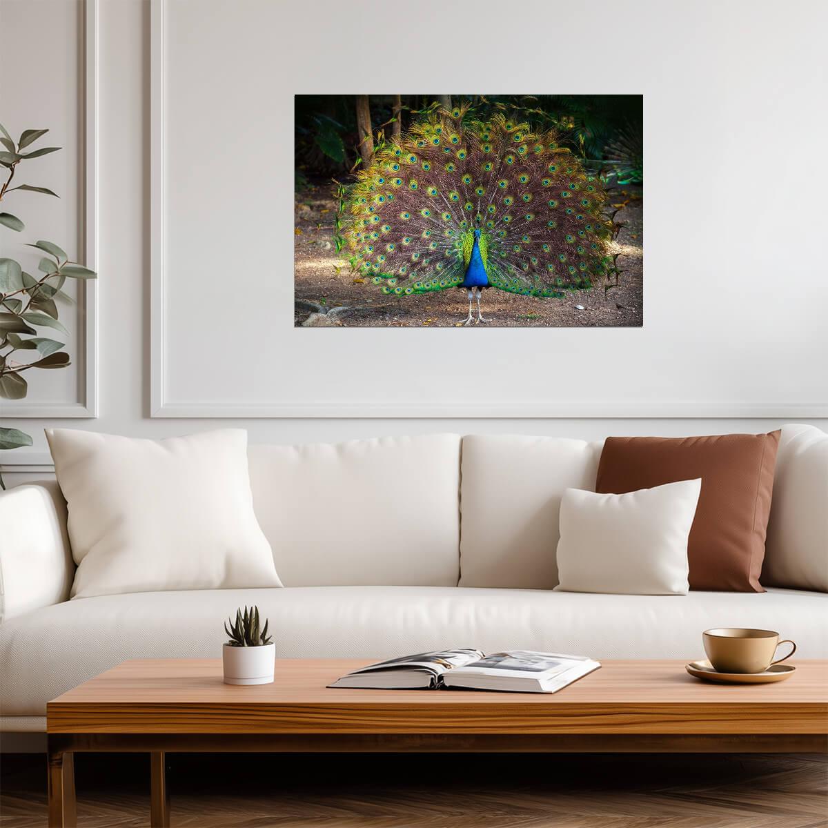 Wild Peacock with Feathers Spread | Bird Photography Print | Wildlife Poster - Photography Poster
